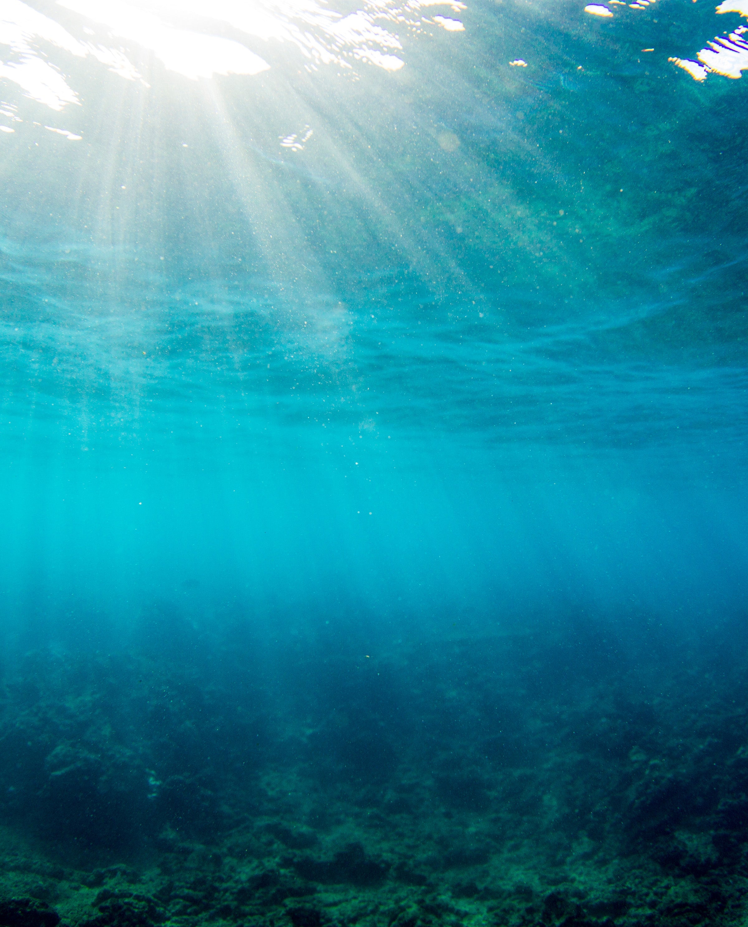 Underwater view with sunlight filtering through the water surface