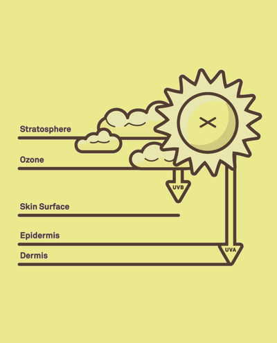 Diagram showing how UVA rays reach the dermis and UVB rays affect the skin surface and epidermis – Sun Education Collection - Sun Bum